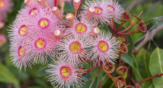 Eucalyptus Bloom